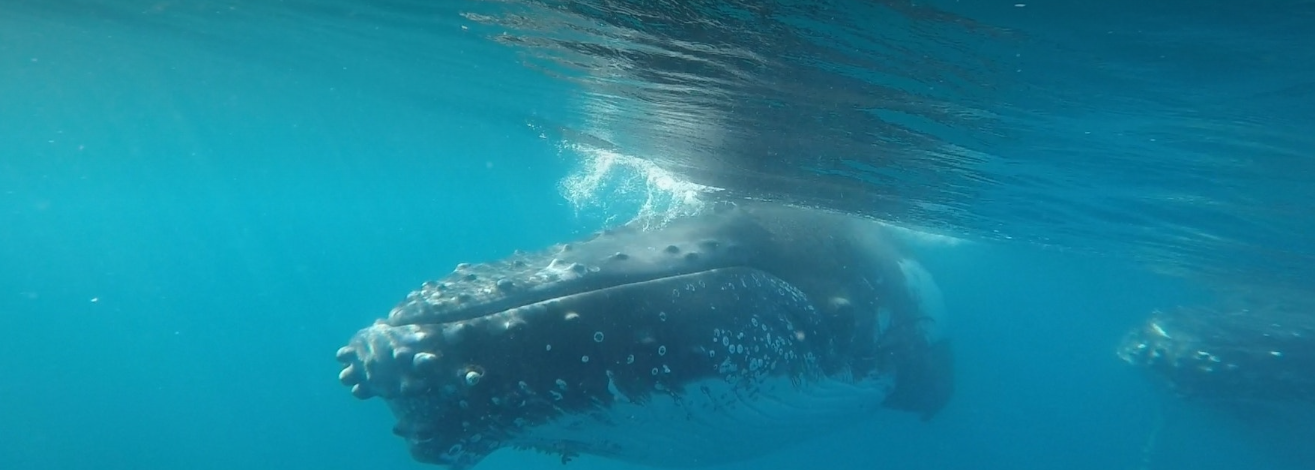 THE BEST SPOTS TO SEE WHALES IN NOOSA